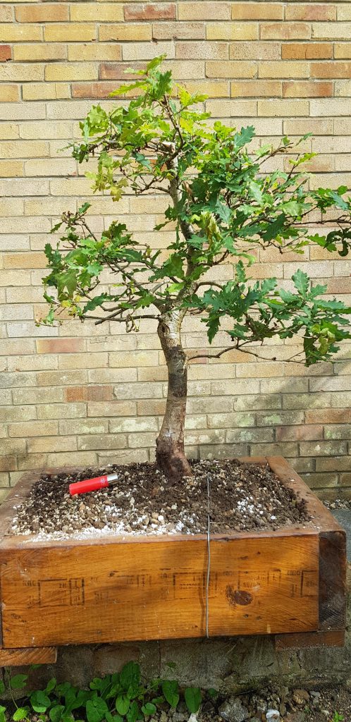 Yamadori, bonsai